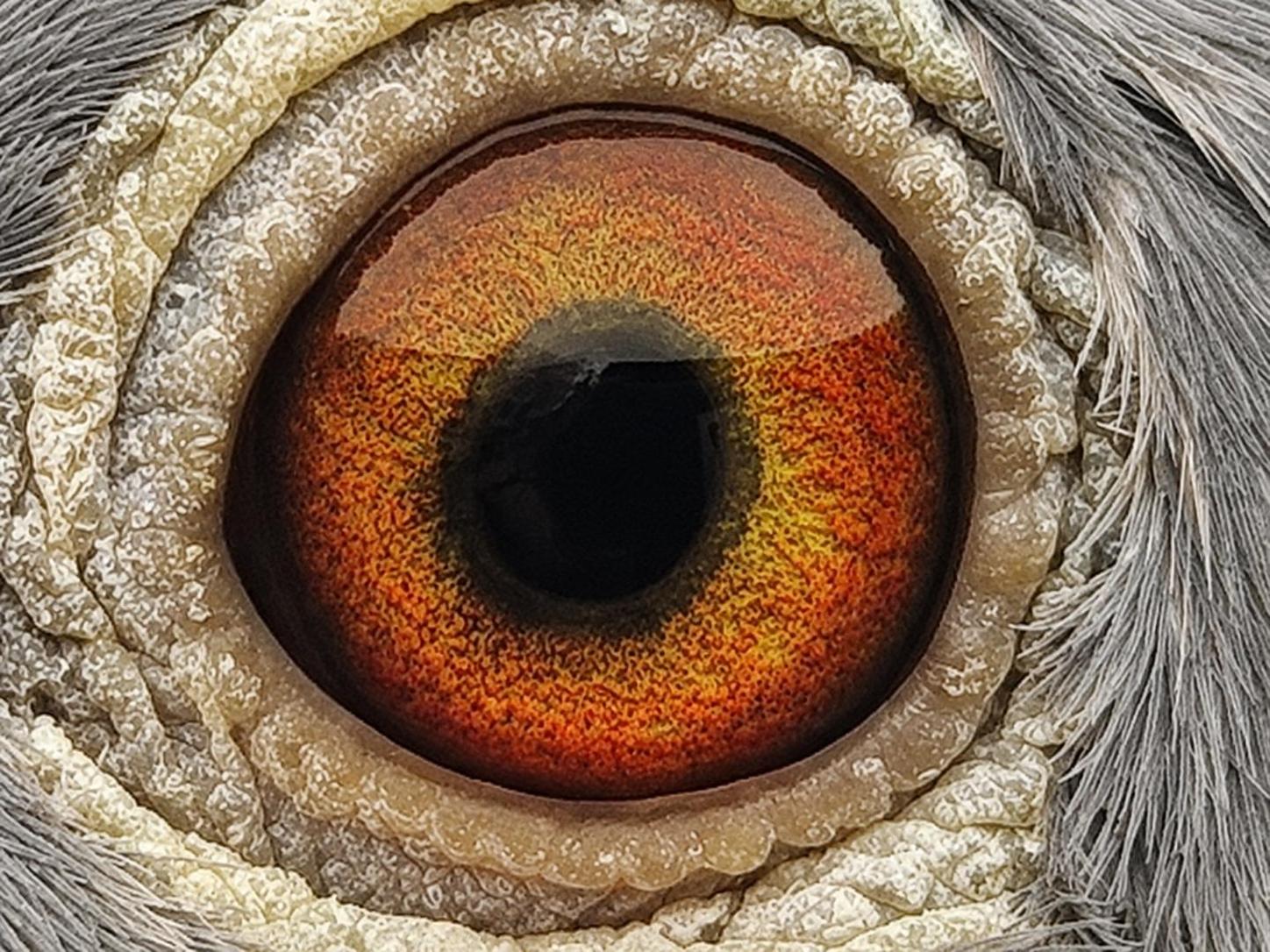 Pigeon eye